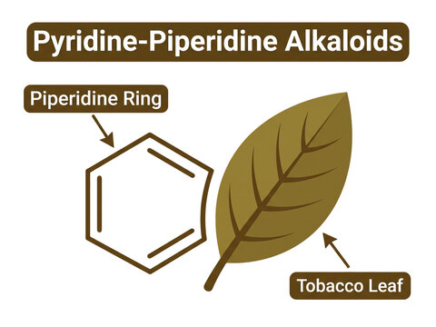 Pyridine-piperidine alkaloids educational diagram displays a piperidine ring molecular structure beside a tobacco leaf representing natural chemical sources.