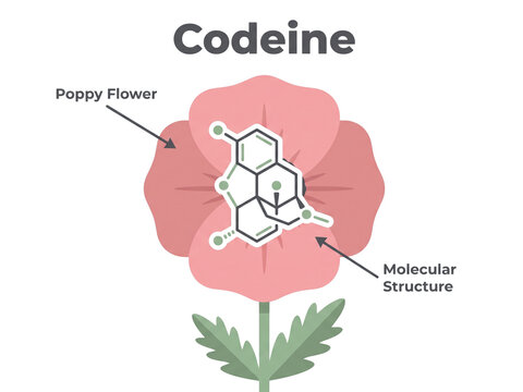Codeine molecule diagram layered over a pink poppy flower illustration for pharmaceutical education and scientific medical infographics.