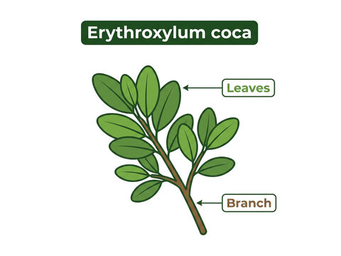 Erythroxylum coca plant illustration featuring green leaves and a brown branch labeled clearly on a plain isolated transparent background.