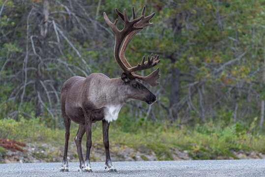 Caribou with large antlers walking out of forest onto road