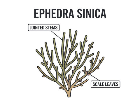 Ephedra sinica plant vector drawing showcases jointed stems and scale leaves with descriptive text callouts on a plain transparent background.