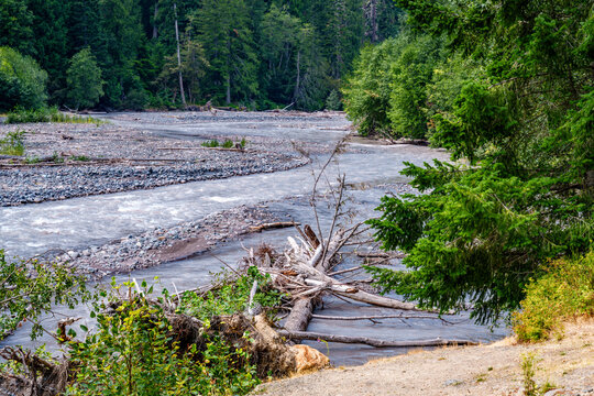 Trees And White River 2