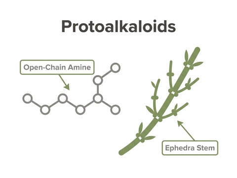 Protoalkaloids scientific educational diagram illustrating the open-chain amine chemical structure alongside a detailed green ephedra stem drawing.