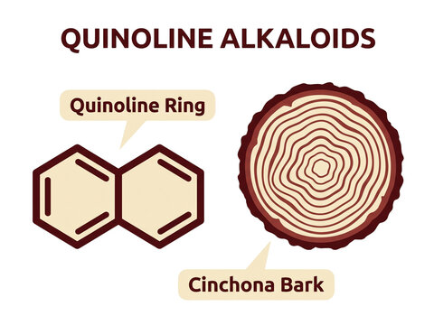 Quinoline alkaloids chemical diagram features a double ring molecular structure alongside a cross section of cinchona bark on a clean transparent background.