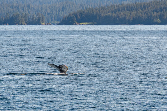 Whale fluke in calm ocean near mountains and evergreen forests