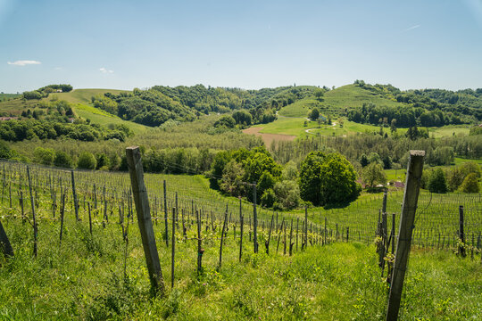Slowenien Jeruzalem, Wein, Weinbau