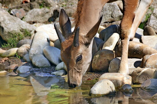 Trinkende Elenantilope