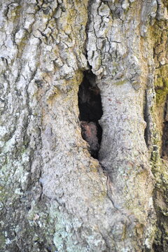 An interesting hole in a typical tree trunk.