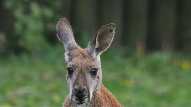 The red kangaroo moves from one side to the other