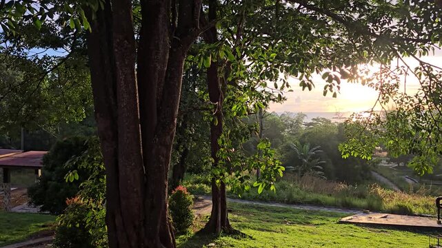 Serene landscape with trees and sunset in a tranquil park