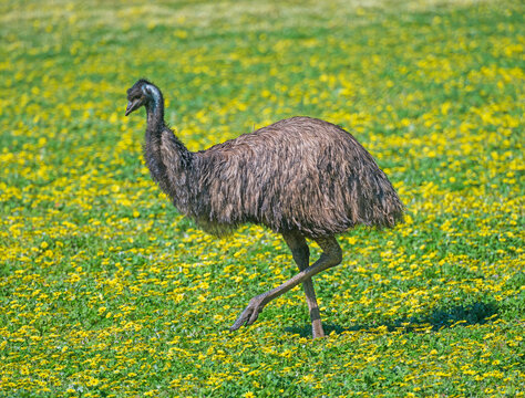 Large Emu Wandering Through a Meadow