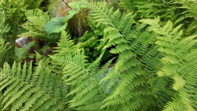 Macro view of fresh green fern leaves in the forest