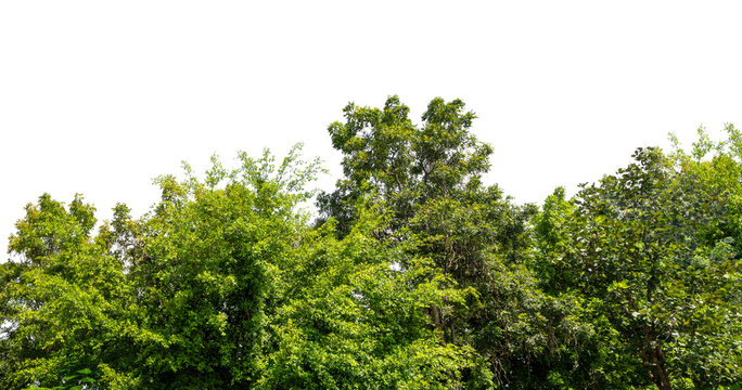 Cutout tree line. Forest and green foliage in summer. Row of trees and shrubs isolated on transparent background. Forest scape. High quality clipping mask png