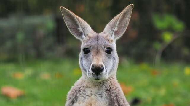  red kangaroo looks at the camera and twitches its ears.