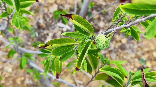 Young custard apple fruit developing on a tree branch surrounded by fresh green leaves in a natural outdoor setting