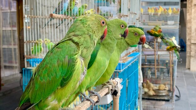 Three Green Parakeets Sitting Together on a Perch