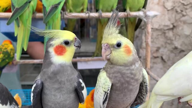 Cute Lutino Cockatiel Sleeping with Eyes Closed in an Outdoor Bird Cage