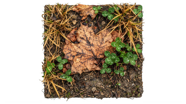 Dry brown fallen autumn leaves on dark soil with small green clover plants in a forest