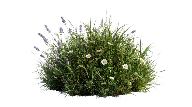 Small green bush with tiny white flowers and purple lavender stems