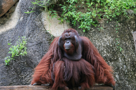 Big Orangutan primate sitting