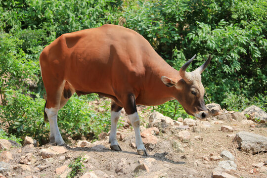 Banteng (Bos javanicus) in the park