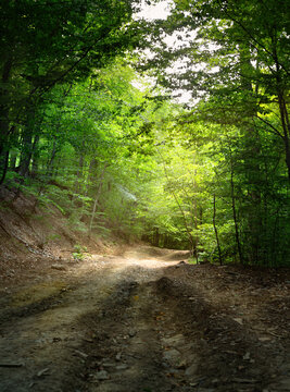 Autumn Dirt Road Through Lush Green Forest