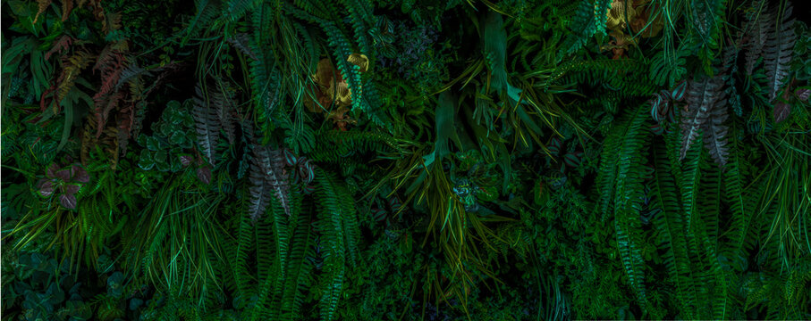 Herb wall, plant wall, natural green wallpaper and background. nature wall. Nature background of green forest