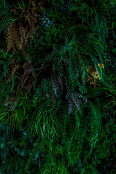 Herb wall, plant wall, natural green wallpaper and background. nature wall. Nature background of green forest