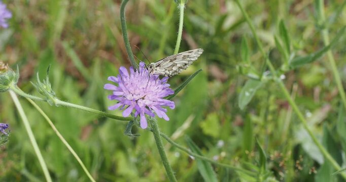 Marbled white (Melanargia galathea) Beautifuf buttterfly with wings striking black-and-white checks, feeding on a flower of field scabious (Knautia arvensis)