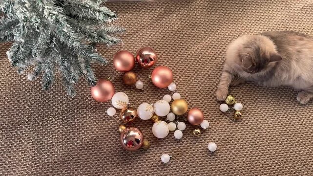 A top‑down view of a cat playing with Christmas tree decorations.