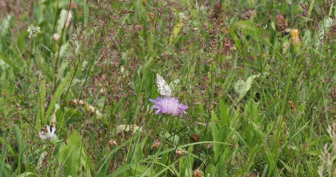 A white marbled butterfly, wings folded, perched on a field scabious flower surrounded by wild grasses swept by the wind
