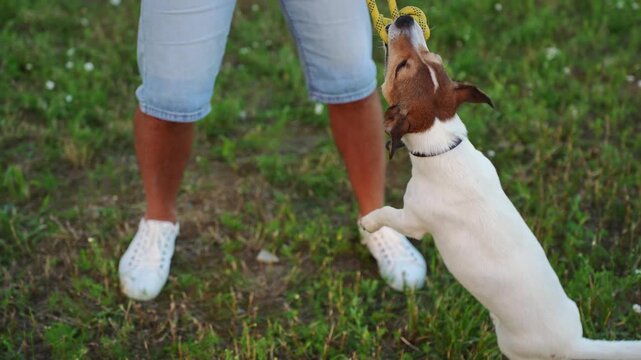 Jack Russell Terrier playing tug of war rope game with owner, active dog pulling yellow cord toy in teeth on green grass, funny pet workout and canine agility training in summer park