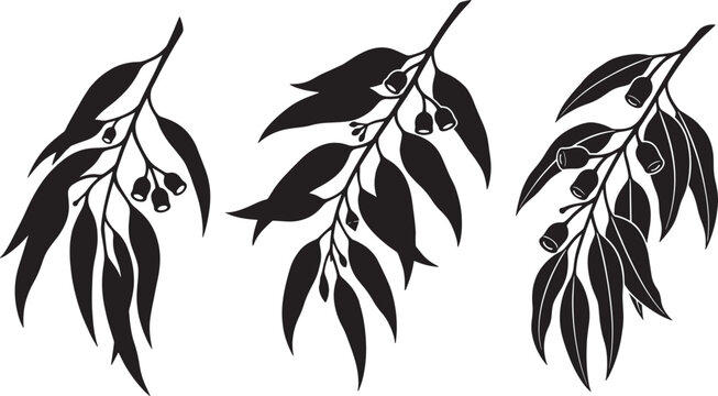Eucalyptus branch silhouettes with leaves and seed pods vector set