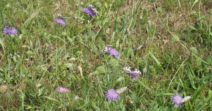 White marbled butterflies (Melanargia galathea) adorned with black and white checkered markings, fluttering around field scabious flowers(Knautia arvensis) collecting nectar