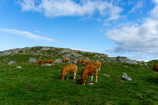 Limousin cattle grazing on green pasture in Rogaland Norway