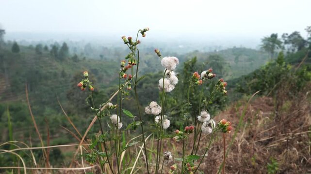 Real time perspective presents redflower ragleaf Crassocephalum crepidioides moving gracefully, with hazy green hills providing serene atmospheric background during overcast daylight.
