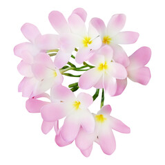 Pink plumeria flowers isolated on white. Tropical plant © New Africa