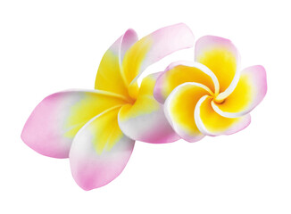 Pink plumeria flowers isolated on white. Tropical plant © New Africa