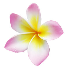 Pink plumeria flower isolated on white. Tropical plant © New Africa