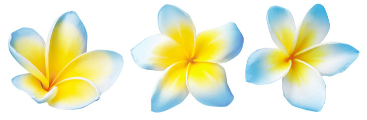 Blue plumeria flowers isolated on white, set. Tropical plant © New Africa