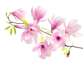 Blossoming branch of magnolia tree with pink flowers isolated on white © New Africa