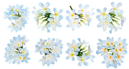 Blue plumeria flowers isolated on white, set. Tropical plant © New Africa