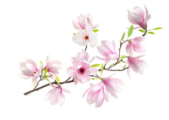 Blossoming branch of magnolia tree with pink flowers isolated on white © New Africa
