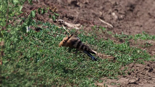 Eurasian Hoopoe (Upupa epops) foraging during autumn migration