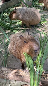 wild boar in the forest