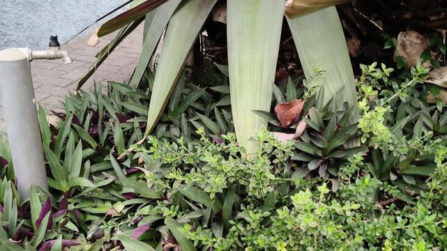 Large agave plant leaves with green ornamental garden plants outdoor
