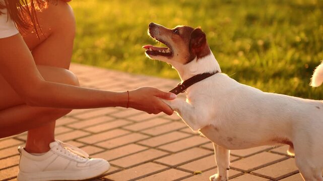 Smart Jack Russell Terrier giving high five to professional dog trainer at sunset, cute puppy standing on hind legs for treat reward, obedience coaching, positive reinforcement concept. Walking pet