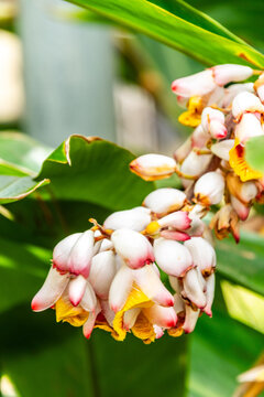 Alpinia zerumbet pertenece a la familia Zingiberaceae.
