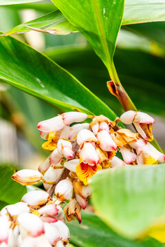 Alpinia zerumbet pertenece a la familia Zingiberaceae.
