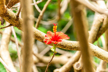 Hibiscus rosa-sinensis pertenece a la familia Malvaceae. © CarlosHerreros